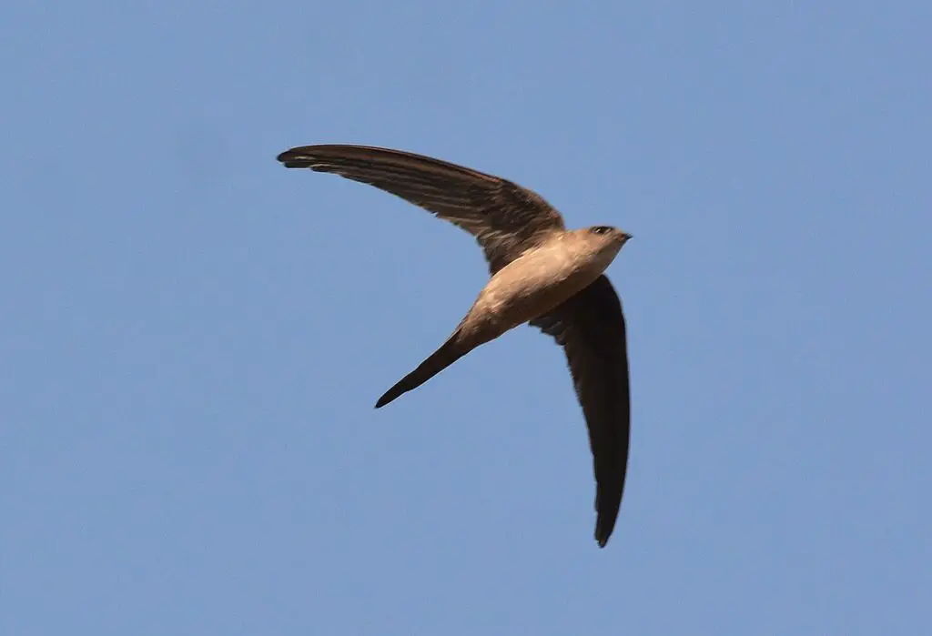 Asian Palm Swift