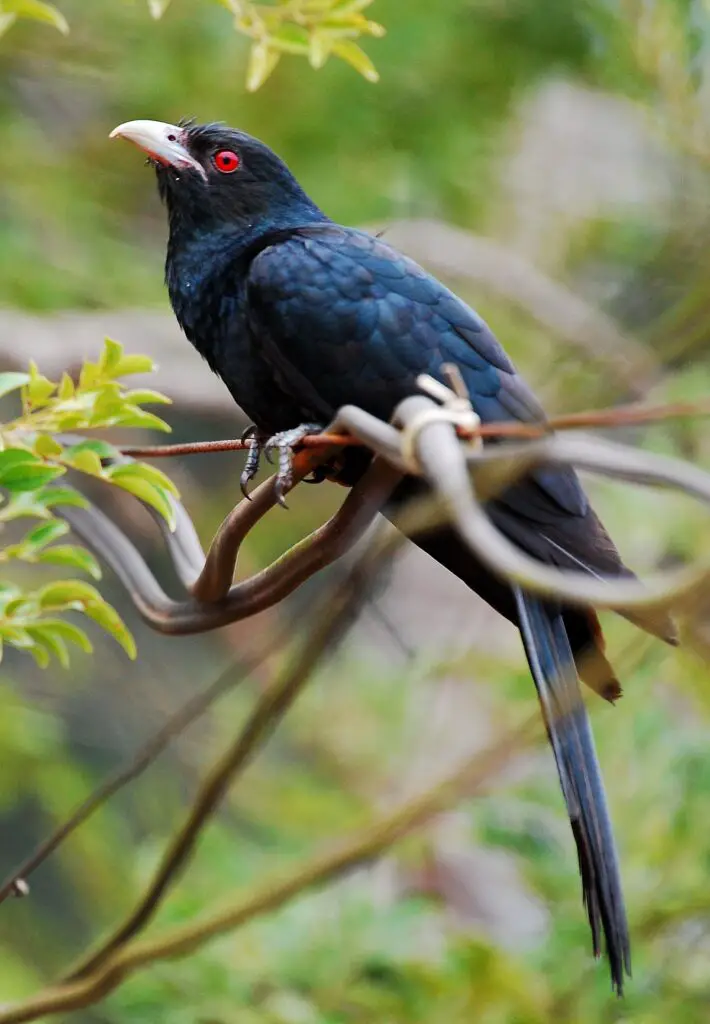 Asian Koel