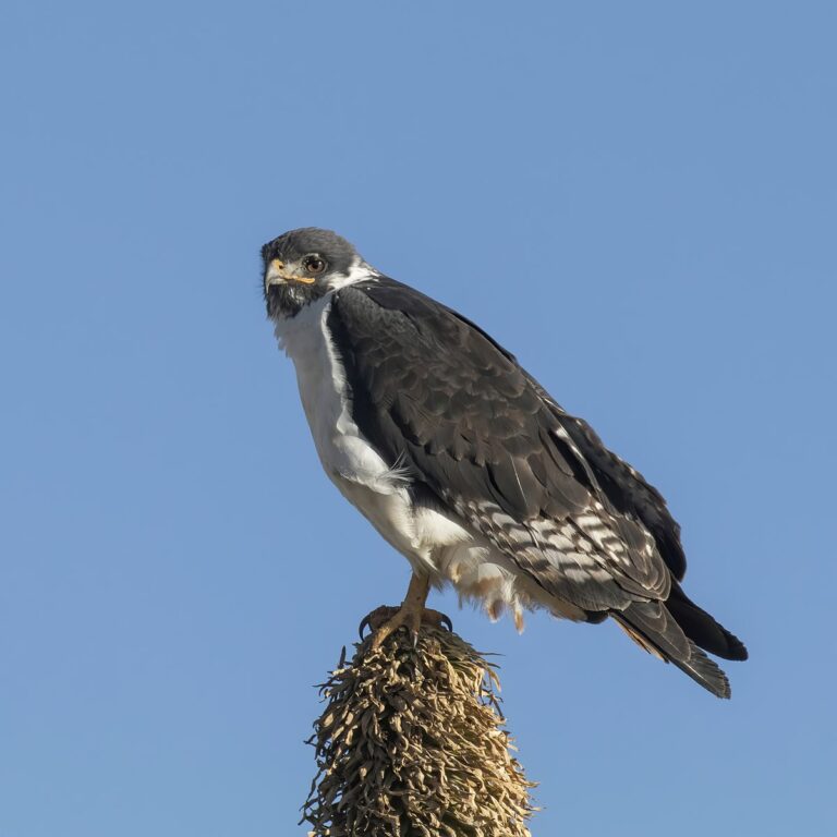 Augur buzzard