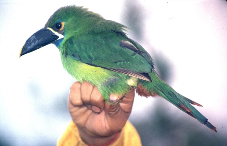 Black-throated toucanet