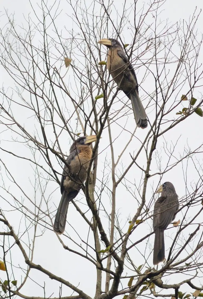 Austen's brown hornbill