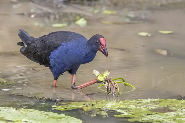 Australasian swamphen