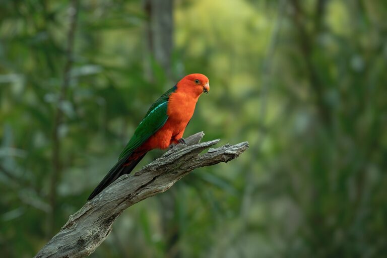 Australian king parrot