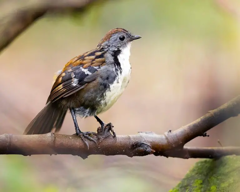 Australian logrunner