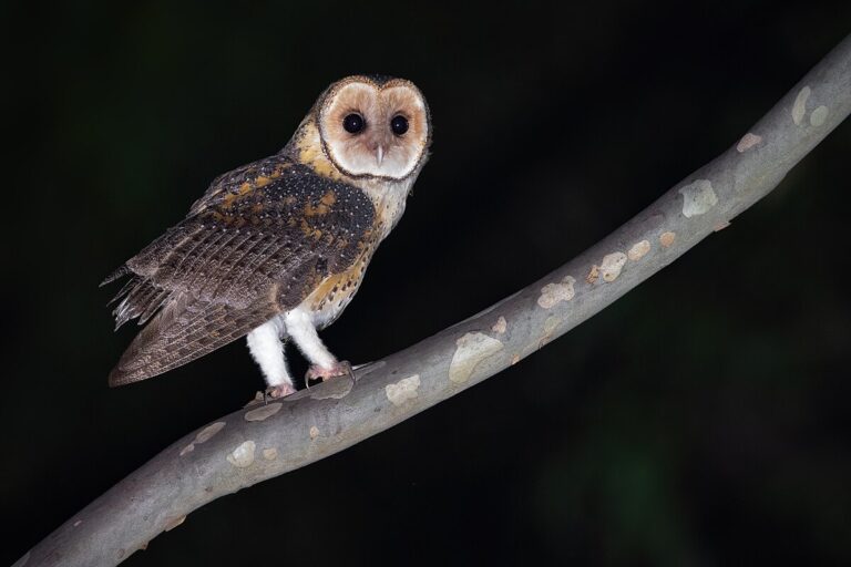 Australian masked owl