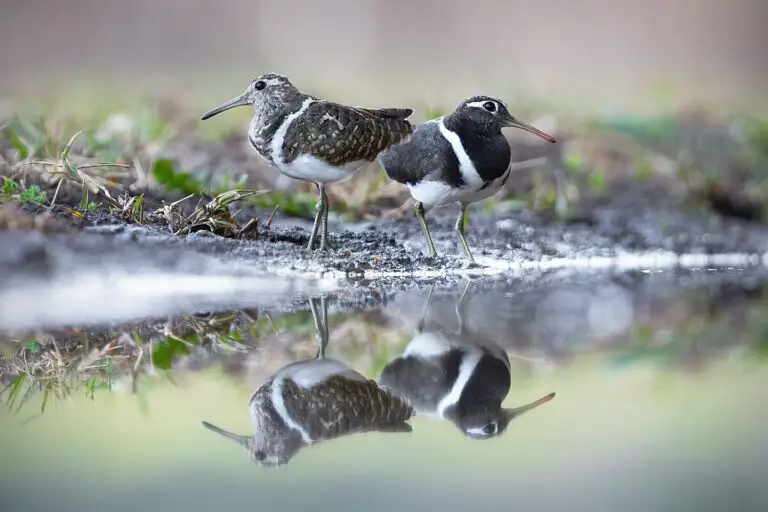 Australian painted-snipe