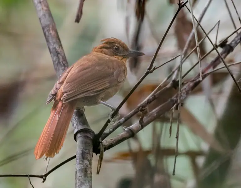 Brown-rumped foliage-gleaner