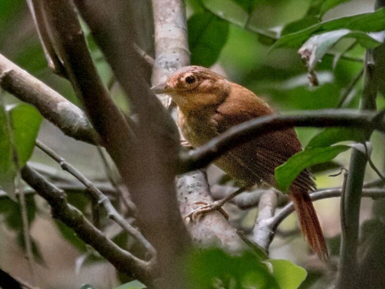 Buff-throated foliage-gleaner