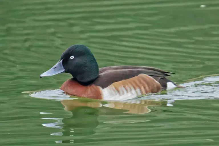 Baer's pochard