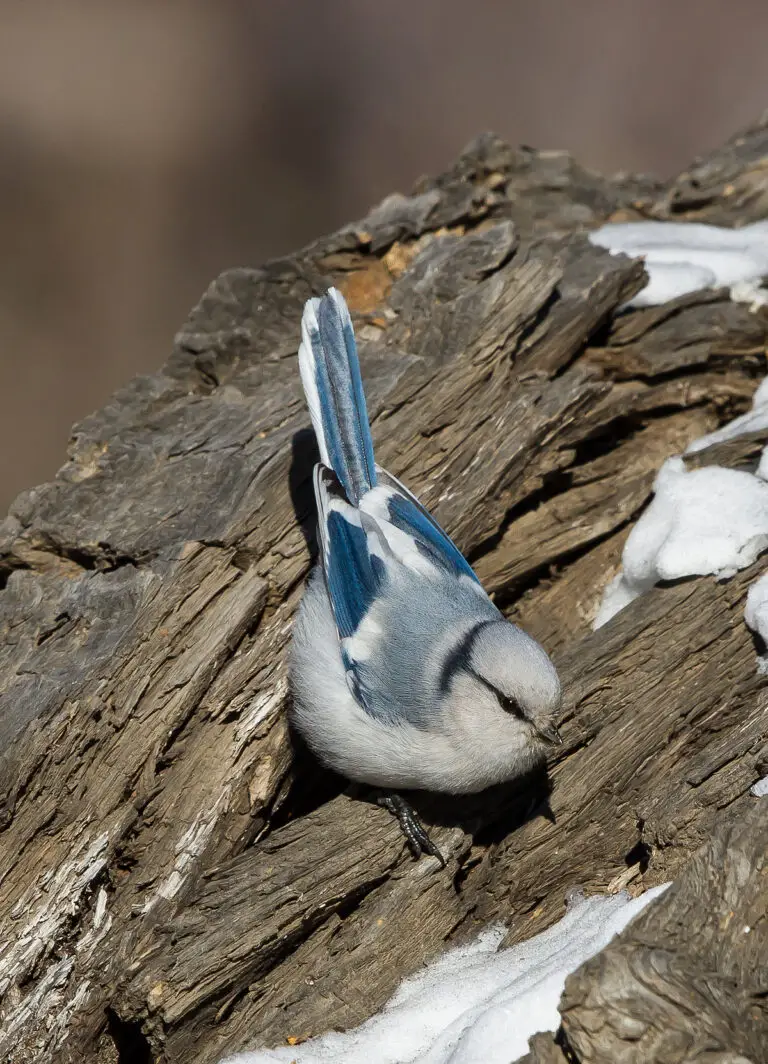 Azure tit