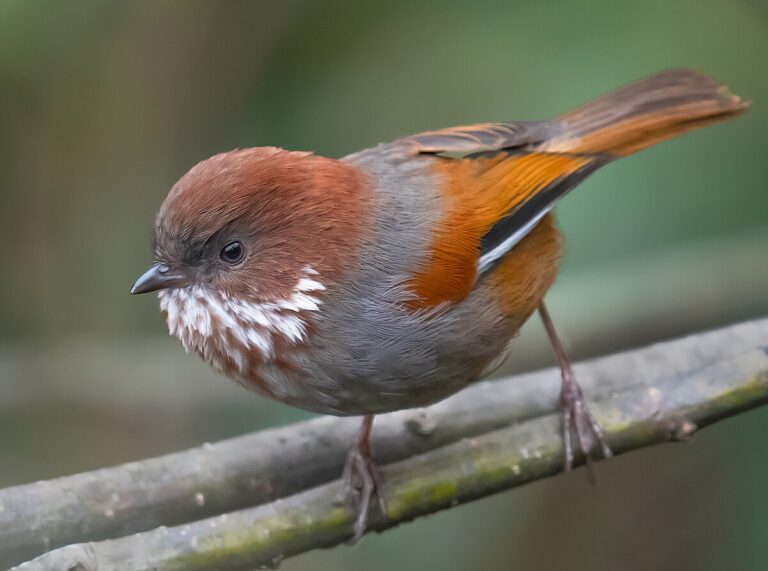 Brown-throated fulvetta