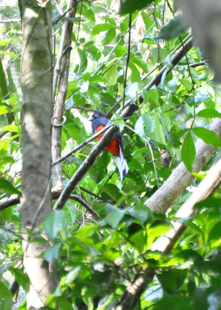 Baird's trogon