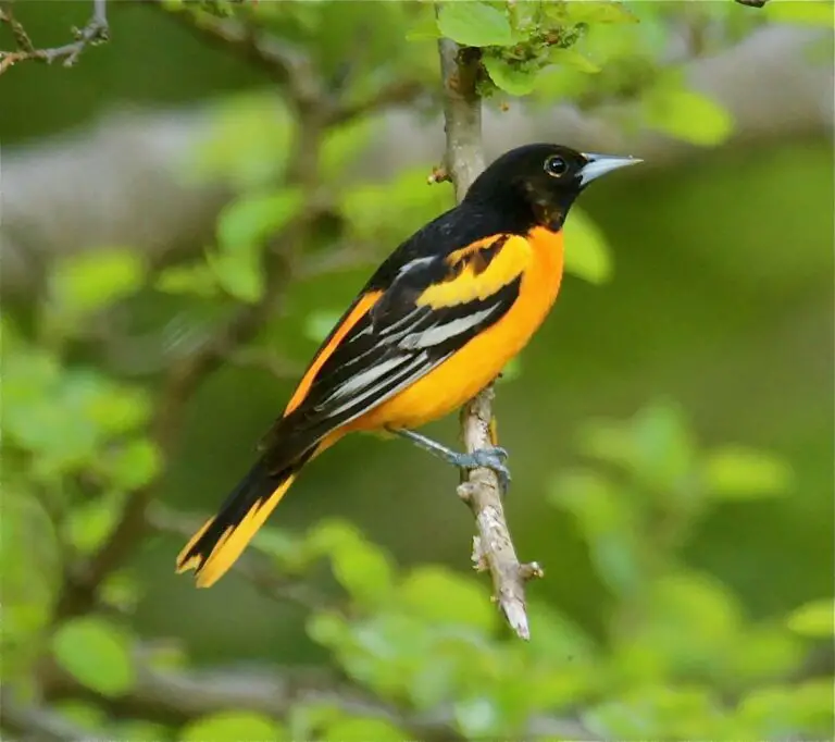 Baltimore oriole