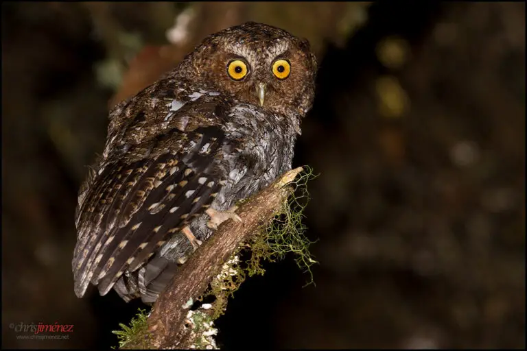 Bare-shanked screech owl