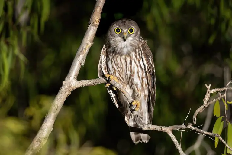 Barking owl