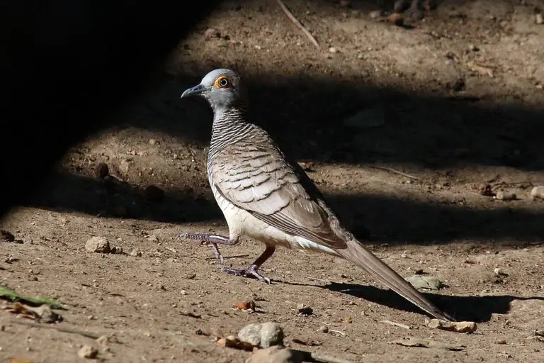 Barred dove