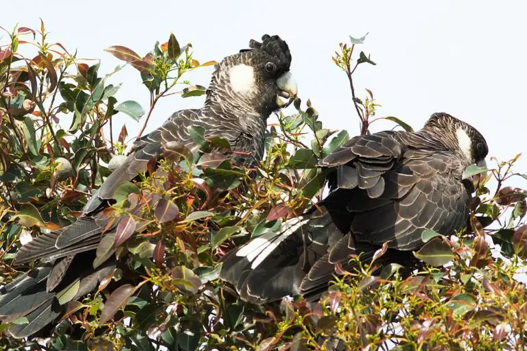 Baudin's black cockatoo