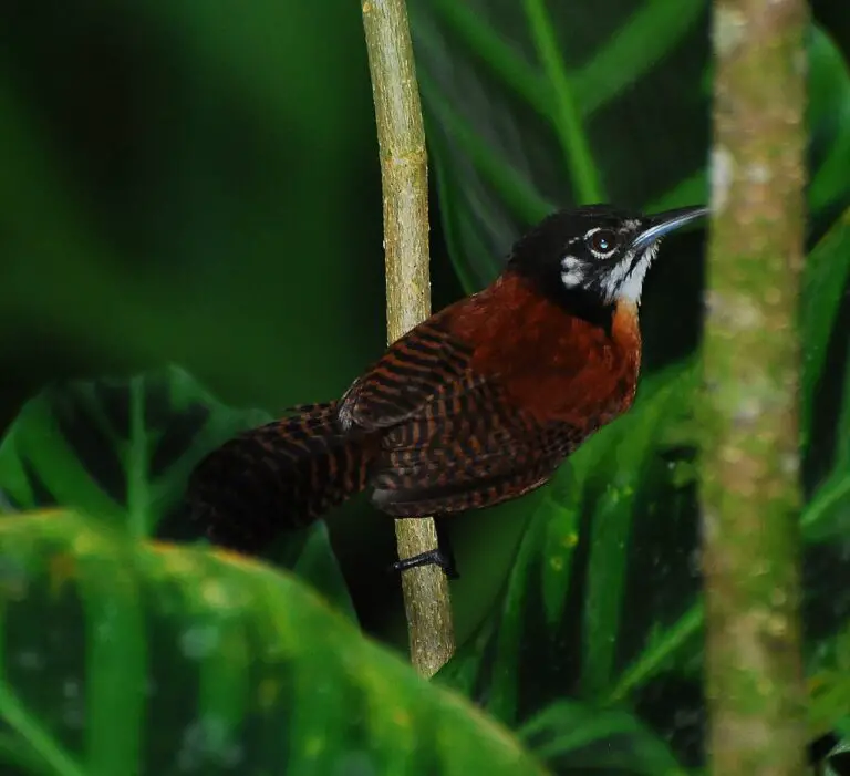 Bay wren