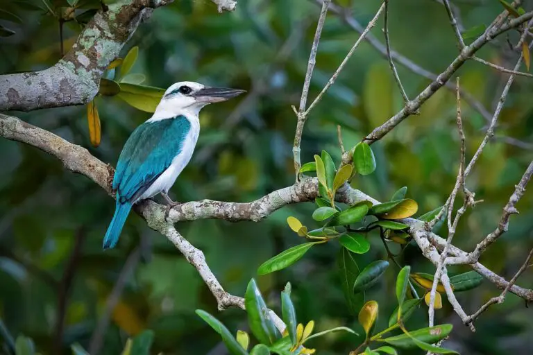 Beach kingfisher