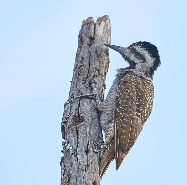 Bearded woodpecker