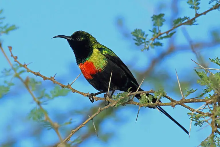 Beautiful sunbird