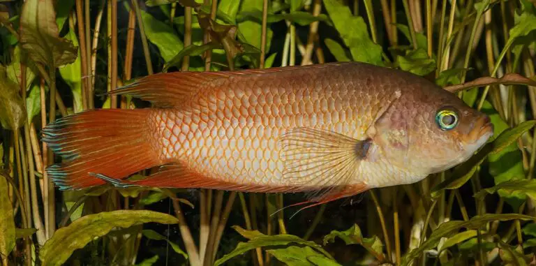 Combtail gourami