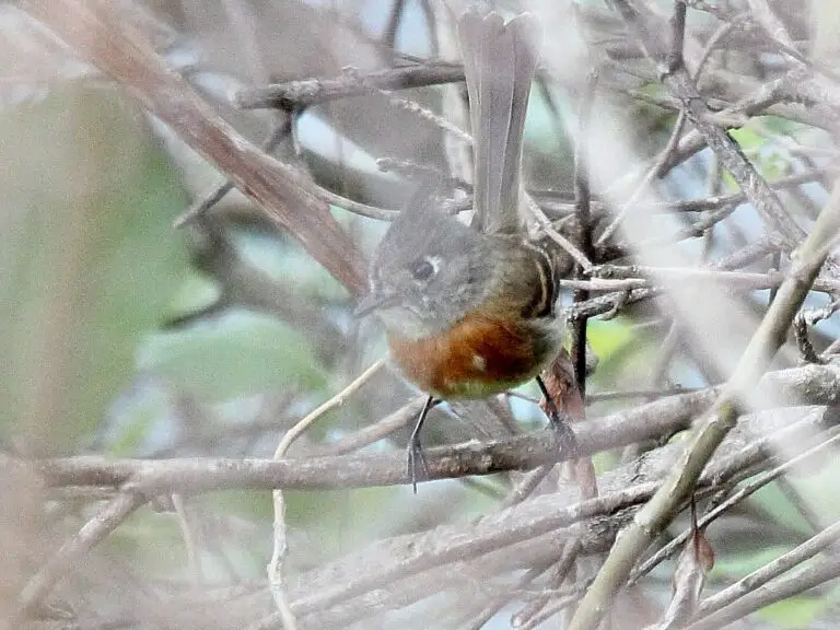 Belted flycatcher