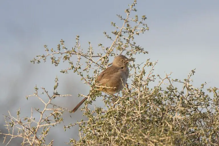 Bendire's thrasher