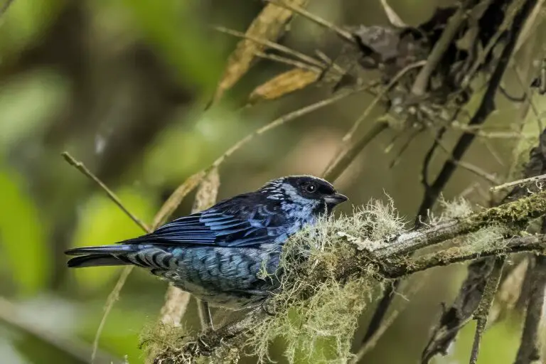 Beryl-spangled tanager