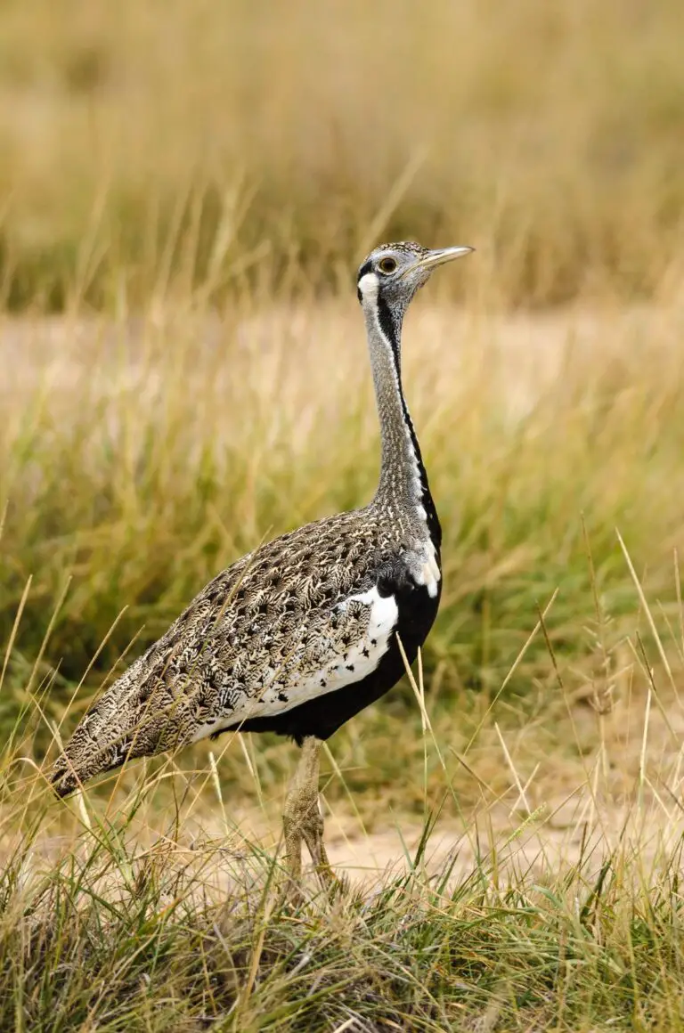 Black-bellied bustard