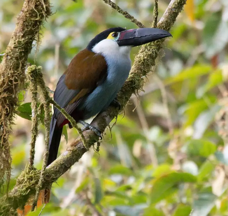 Black-billed mountain toucan