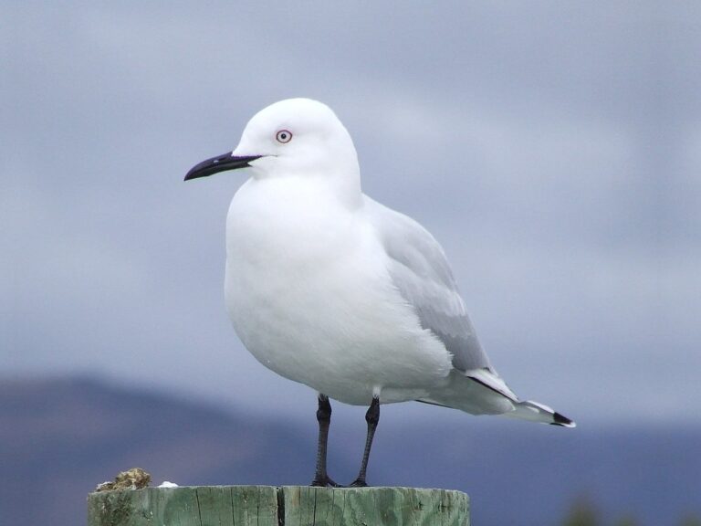 Black-billed gull