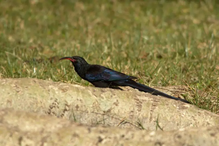 Black-billed wood hoopoe