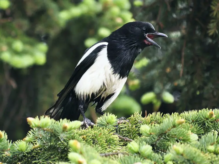 Black-billed magpie