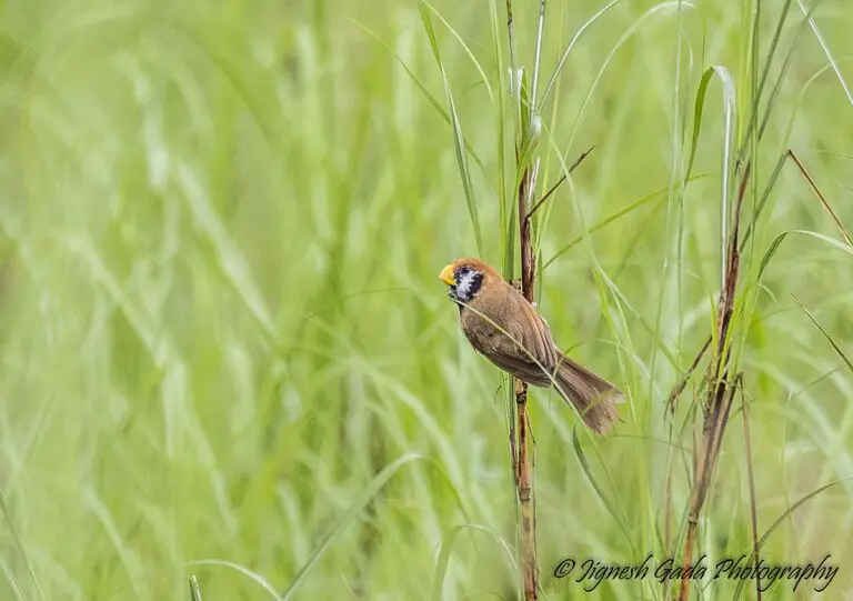 Black-breasted parrotbill