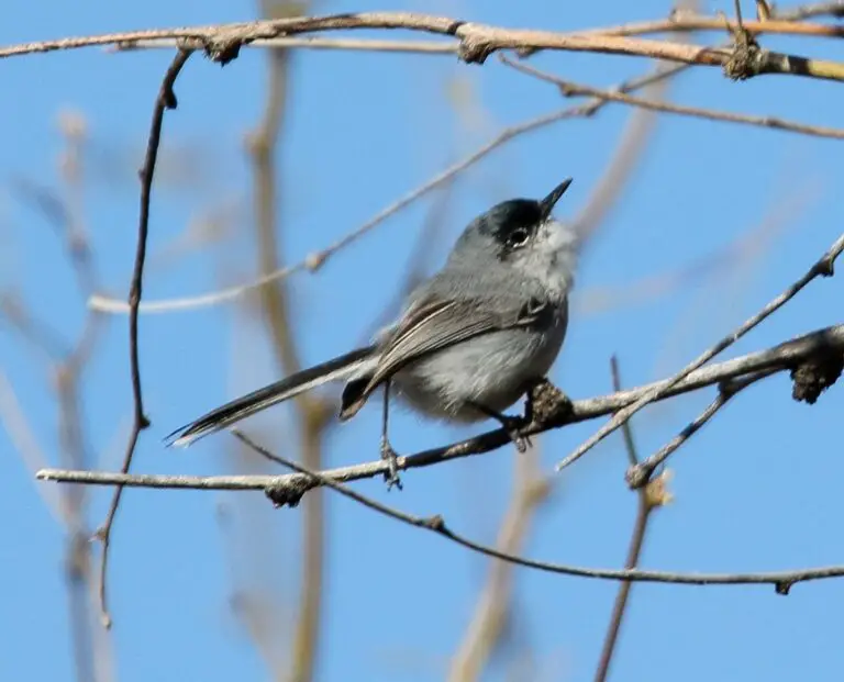 Black-capped gnatcatcher