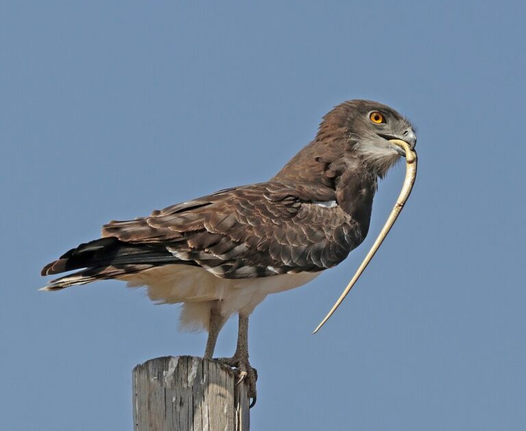 Black-chested snake eagle