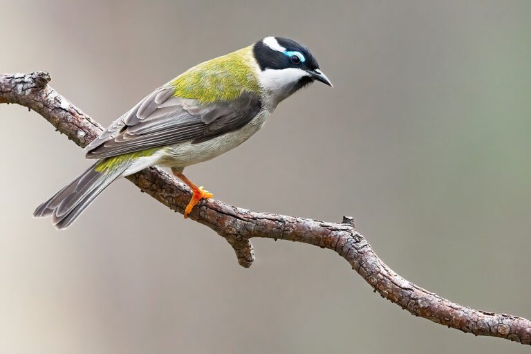 Black-chinned honeyeater