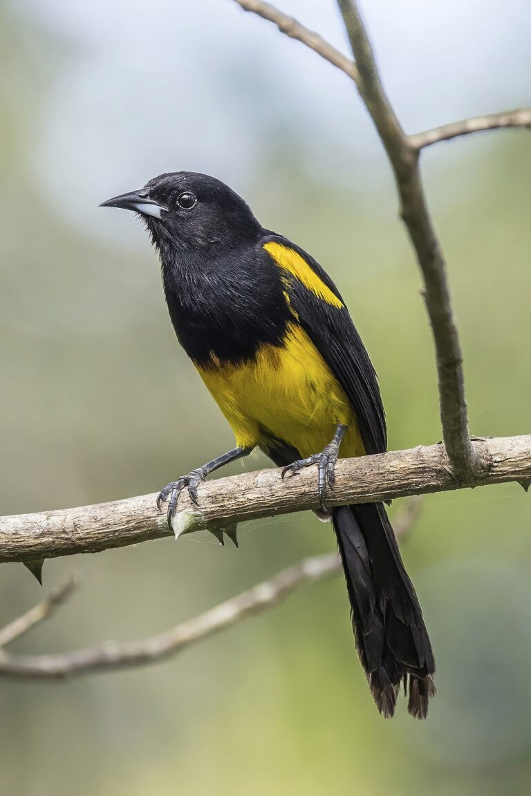 Black-cowled oriole