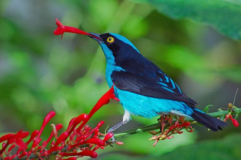 Black-faced dacnis