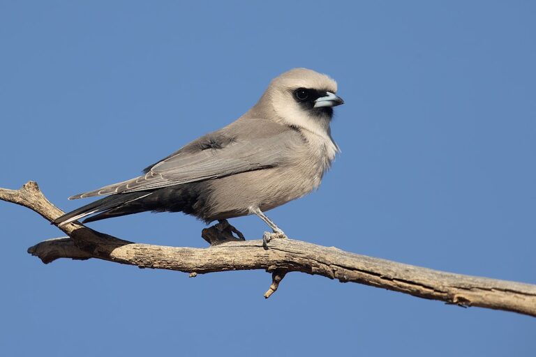 Black-faced woodswallow