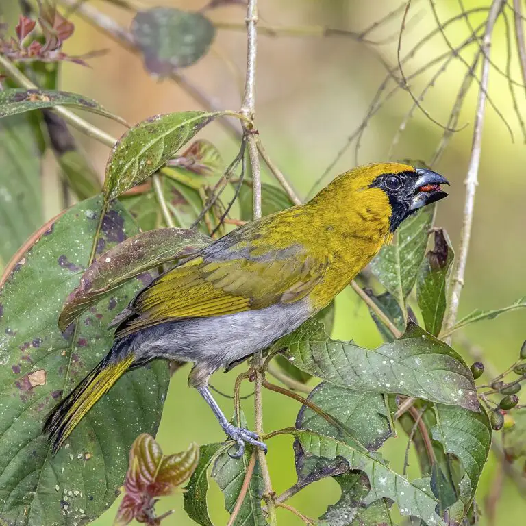 Black-faced grosbeak