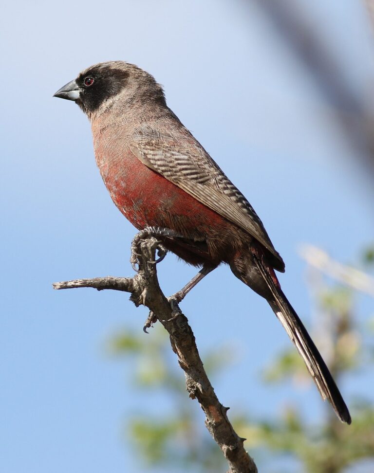 Black-faced waxbill