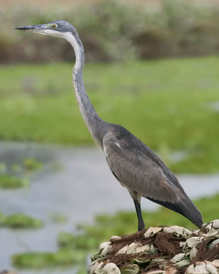 Black-headed heron