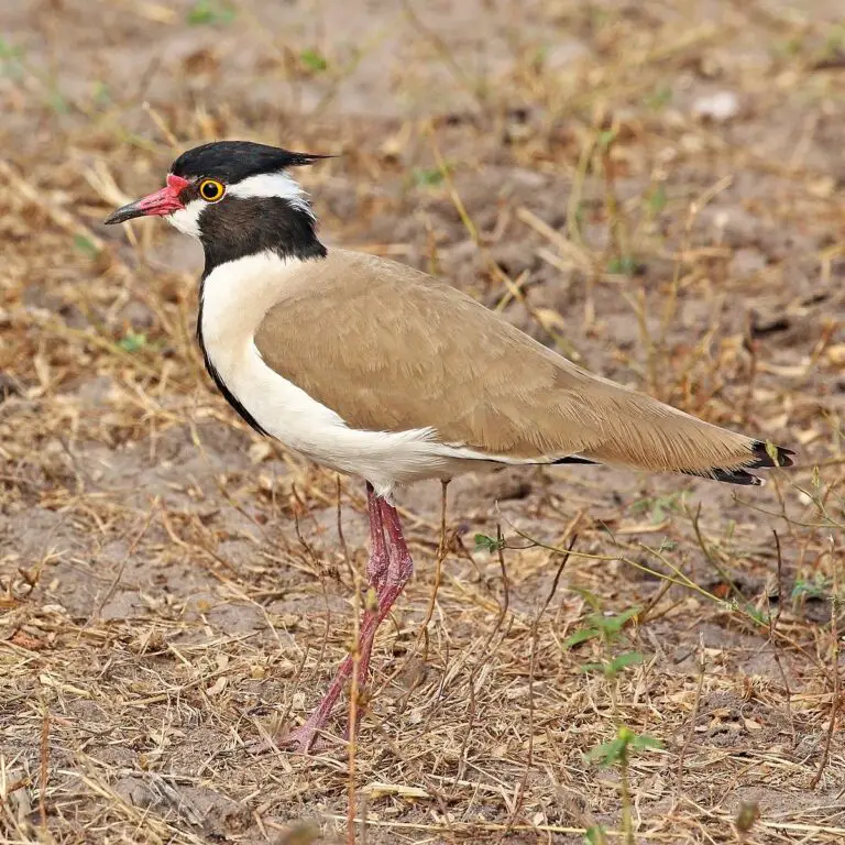 Black-headed lapwing