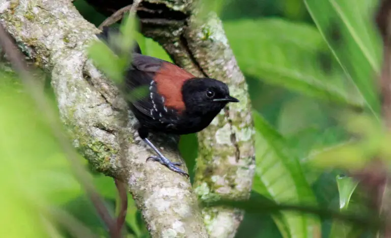 Black-hooded antwren