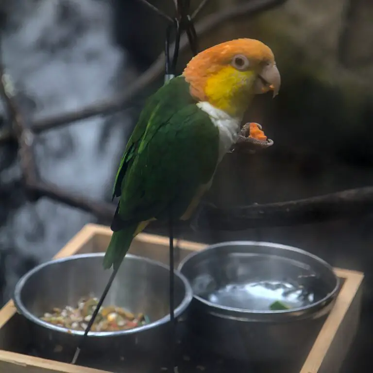 Black-legged parrot