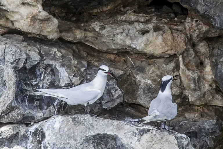 Black-naped tern