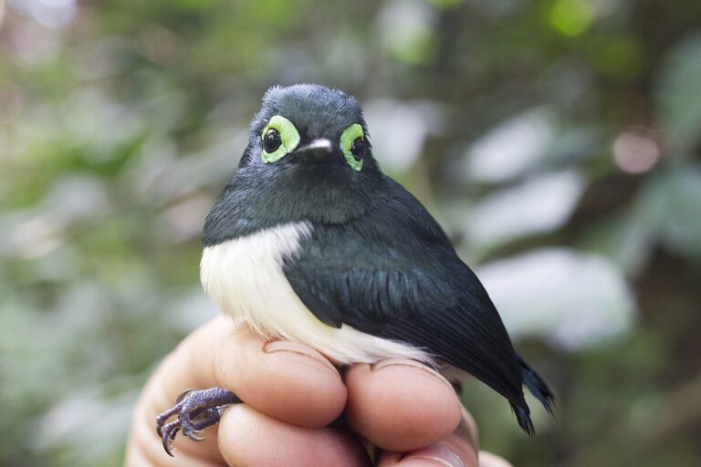 Black-necked wattle-eye