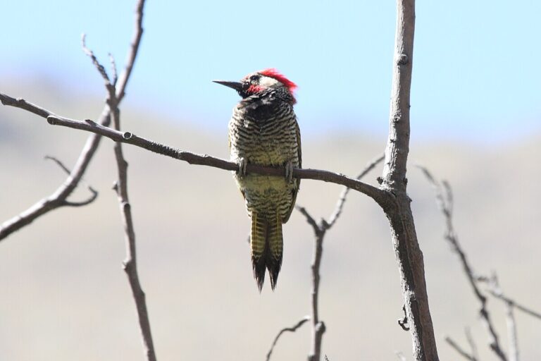 Black-necked woodpecker